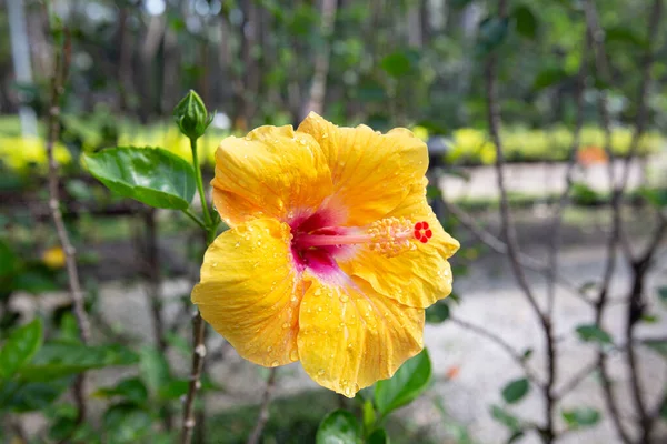 Nahaufnahme Schöne Gelbe Hibiskusblüte Park — Stockfoto