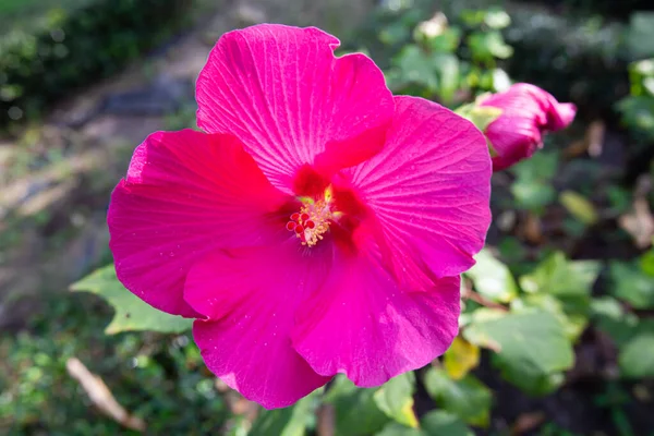 Closeup Pink Tropical Hibiscus Flower Park — Stock Photo, Image