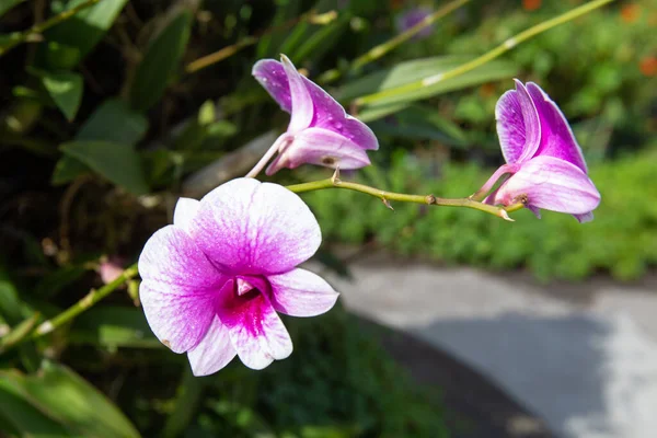 Primer Plano Orquídea Cooktown Púrpura Jardín Mañana — Foto de Stock