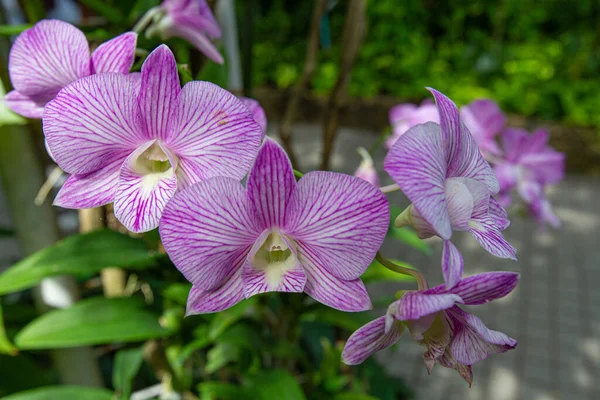 Primer Plano Hermosas Orquídeas Dendrobio Parque Matutino — Foto de Stock