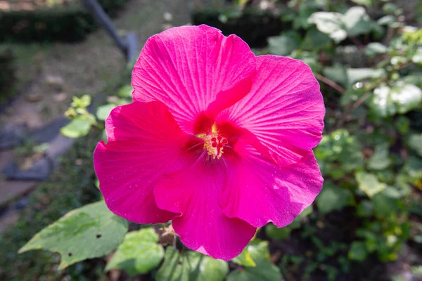 Nahaufnahme Pink Tropical Hibiscus Blume Park — Stockfoto