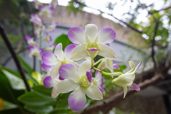 Gros Plan Belles Orchidées Dendrobium Dans Parc Matin — Photo