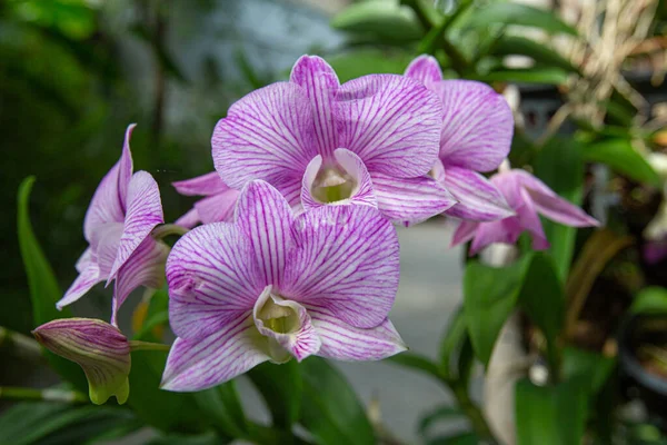 Primer Plano Hermosas Orquídeas Dendrobio Parque Matutino — Foto de Stock