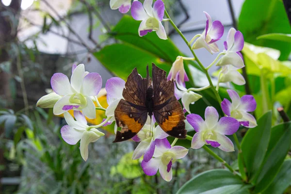Primer Plano Mariposa Hoja Roble Naranja Encaramada Orquídeas Dendrobio Parque —  Fotos de Stock