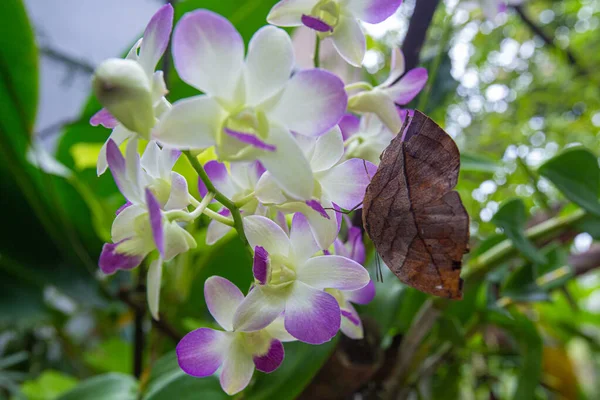 晨园中栖息在兰花兰花兰花上的郁金香蝴蝶 — 图库照片
