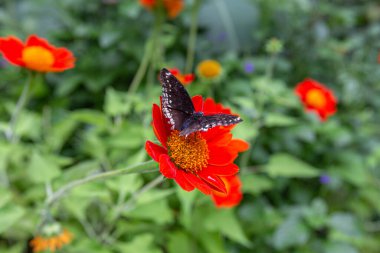 Yakın plan Diana Fritillary Kelebeği bahçedeki Tithonia çiçeklerine tünemişti.