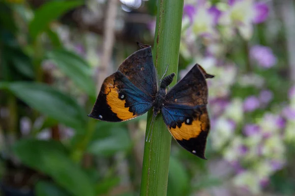 Gran Primer Plano Naranja Mariposa Hoja Roble Encaramado Una Rama —  Fotos de Stock