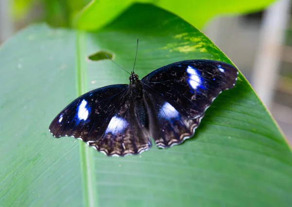 Closeup Bluemoon Butterfly Perched Green Leaf Garden — Stock Photo, Image