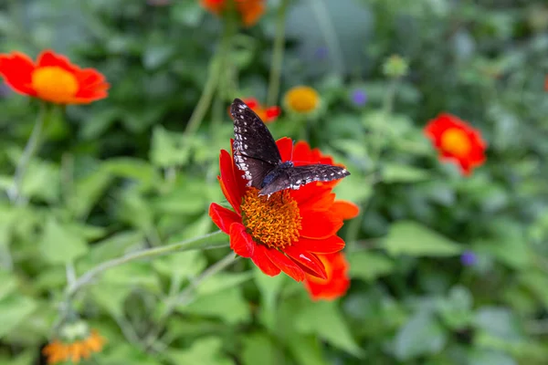 閉鎖ダイアナフリル蝶は庭でチトニアの花に倒れた — ストック写真