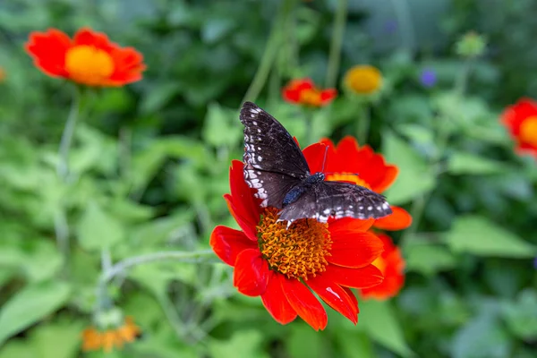 閉鎖ダイアナフリル蝶は庭でチトニアの花に倒れた — ストック写真