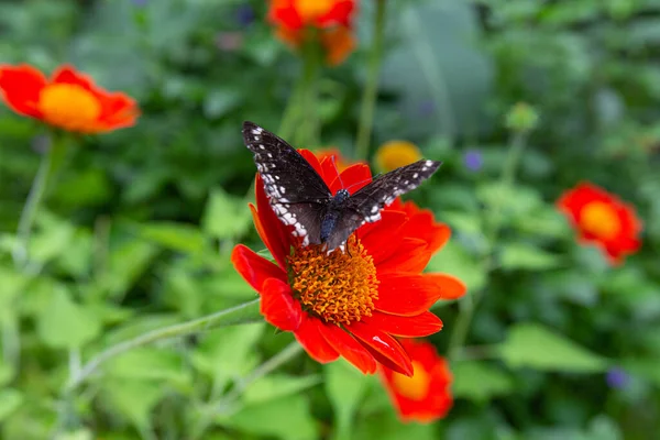 Closeup Diana Fritillary Butterfly Perched Tithonia Flowers Garden — Stock Photo, Image