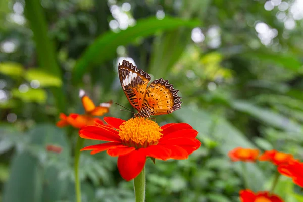 Closeup Cethosia Biblis Butterfly Perched Tithonia Flowers Garden — Stock Photo, Image