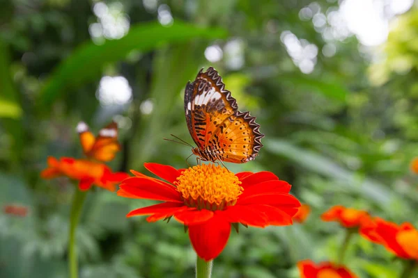 Detailní Záběr Motýl Cethosia Biblis Sedící Květinách Tithonia Zahradě — Stock fotografie