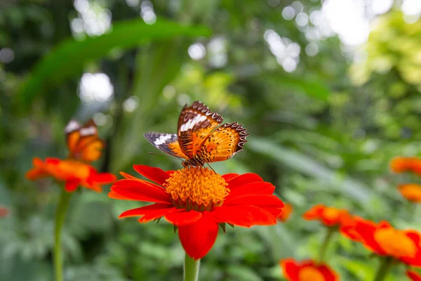 Primer Plano Cethosia Biblis Mariposa Encaramada Una Tithonia Flores Jardín — Foto de Stock