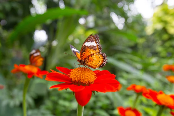 Gros Plan Cethosia Biblis Papillon Perché Sur Une Tithonia Fleurs — Photo