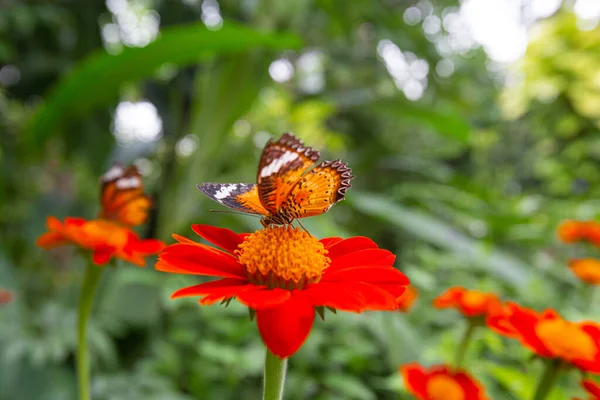 Detailní Záběr Motýl Cethosia Biblis Sedící Květinách Tithonia Zahradě — Stock fotografie