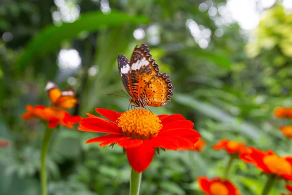 Primer Plano Cethosia Biblis Mariposa Encaramada Una Tithonia Flores Jardín —  Fotos de Stock