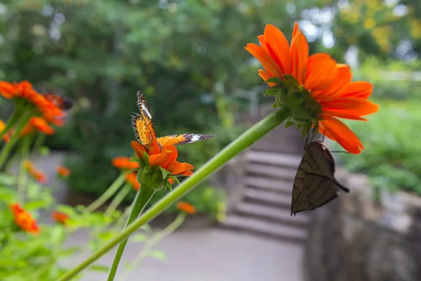 閉鎖セトピア ビブリスとオレンジ オークリーフ 蝶が庭のチトニアの花に咲きます — ストック写真