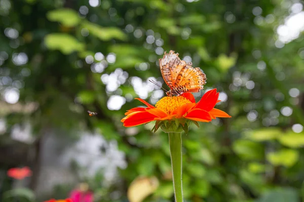 Primer Plano Cethosia Biblis Mariposa Encaramada Una Tithonia Flores Jardín —  Fotos de Stock