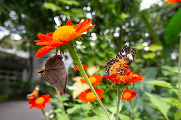 在花园的一座蒂托尼亚花坛上栖息着 西奥多西亚圣经 和橙色的橡树叶蝴蝶 — 图库照片