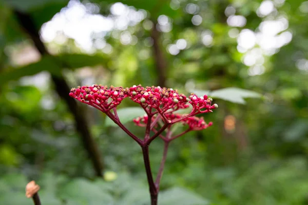 Крупный План Red Leea Rubra Цветы Саду — стоковое фото