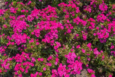 Bahçede yakın plan Kırmızı Dianthus çiçekleri