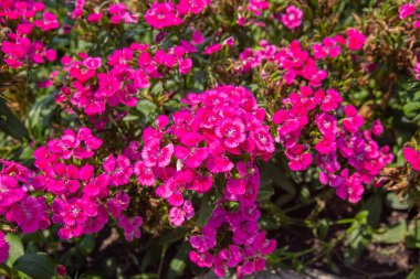 Bahçede büyük kırmızı Dianthus çiçekleri