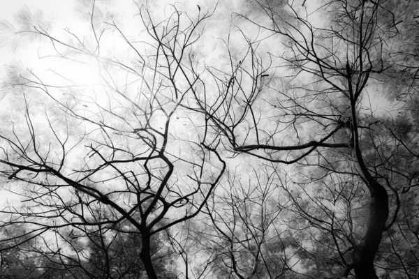 Czarne Białe Wielkie Drzewo Wszystkimi Liśćmi Latem — Zdjęcie stockowe