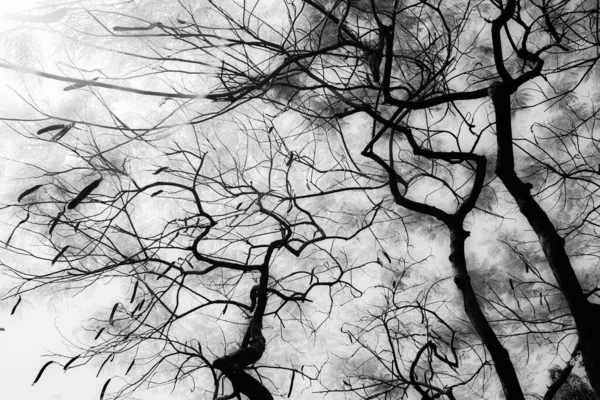 Black and white A big tree with all its leaves perennial in summer