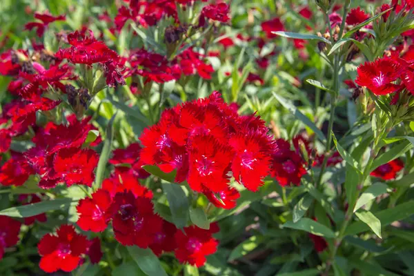  Bahçede büyük kırmızı Dianthus çiçekleri