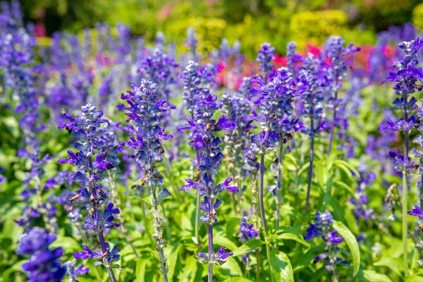 Yakın plan Salvia Farinaces Victoria çiçekleri sabah bahçesinde