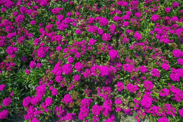Yakın Plan Güzel Mor Aubrieta Çiçekleri Sabah Bahçesinde — Stok fotoğraf