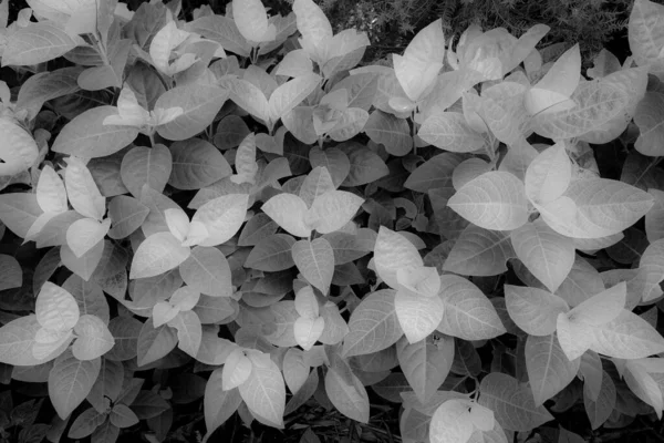 园中黑白相间 色彩艳丽的叶子 红外风格 — 图库照片