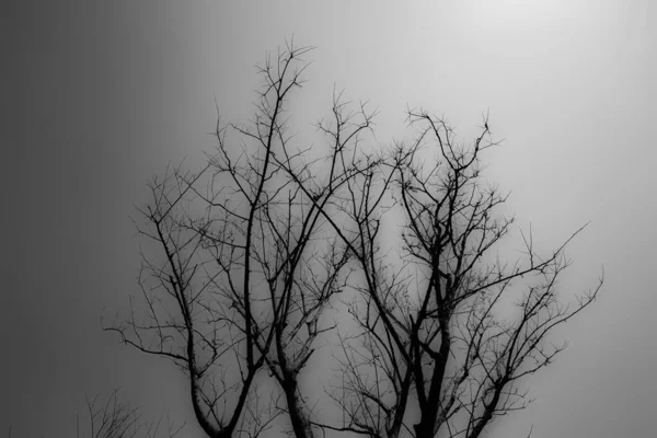 Чорно Біле Велике Дерево Усім Його Листям Багаторічне Влітку Інфрачервоний — стокове фото