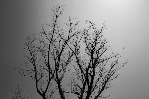 黒と白夏にすべての葉が多年生の大きな木 — ストック写真