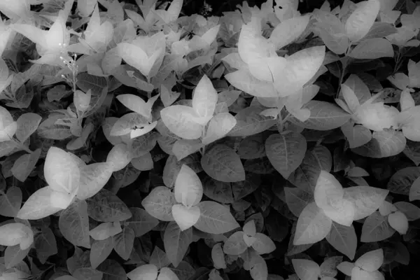 园中黑白相间 色彩艳丽的叶子 红外风格 — 图库照片