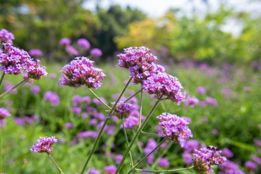 Büyük yakın plan, Mor üst mine çiçekleri sabah bahçesinde