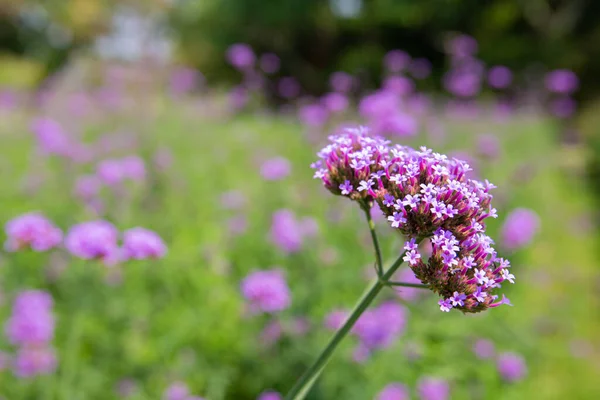 stock image Big Closeup, Purpletop vervain flowers in the morning garden