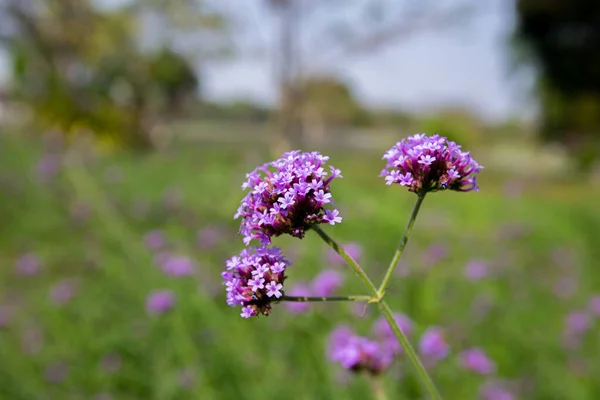 Большой Крупный План Фиолетовые Цветы Вербены Утреннем Саду — стоковое фото