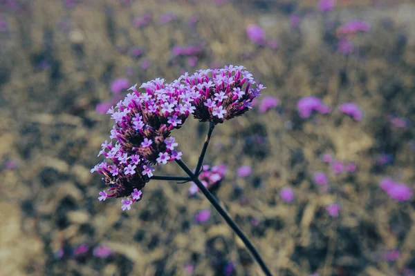 Duże Zbliżenie Fioletowe Kwiaty Werbeny Ogrodzie Rano Abstrakcyjny Styl — Zdjęcie stockowe