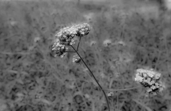 Siyah Beyaz Büyük Yakın Plan Mor Üst Mine Çiçekleri Sabah — Stok fotoğraf