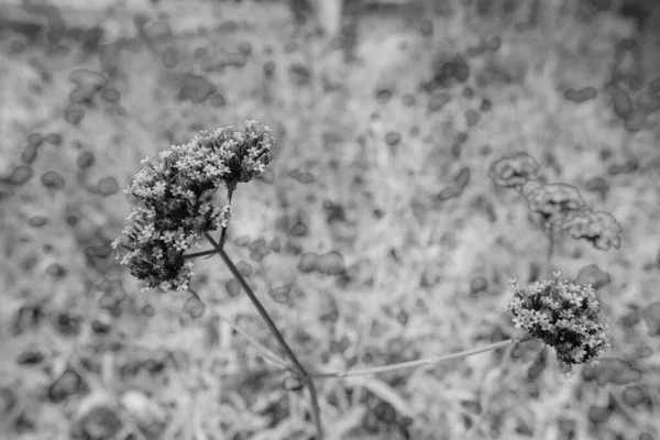 Blanco Negro Gran Primer Plano Flores Verbena Púrpura Jardín Mañana —  Fotos de Stock
