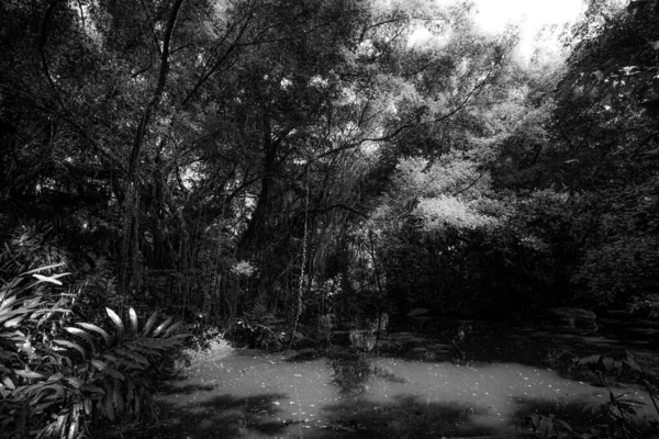 Чорно Білий Парк Тіньовий Дрібними Великими Деревами Змішаними Всередині Невеликий — стокове фото