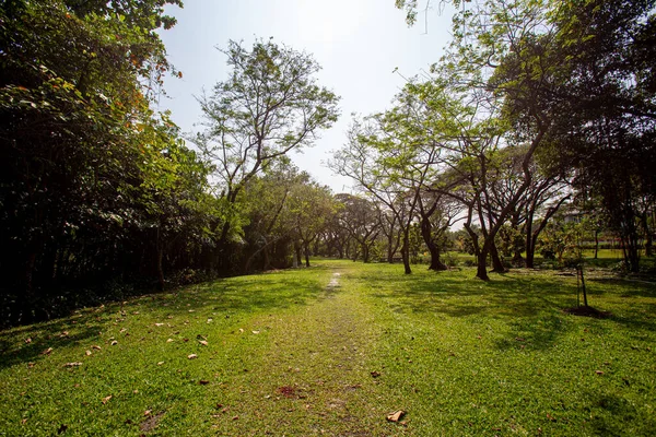 Πάρκο Είναι Σκιερό Μικρά Και Μεγάλα Δέντρα Αναμεμειγμένα Πράσινο Ήλιος — Φωτογραφία Αρχείου