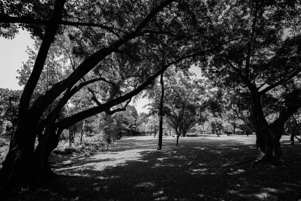 Czarno Biały Cienisty Park Publiczny Składa Się Dużych Małych Drzew — Zdjęcie stockowe