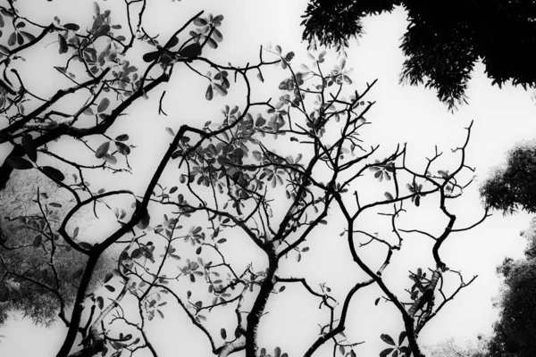 Widok Mrówki Czerń Biel Widok Wierzchołki Drzew Stylu Podczerwieni — Zdjęcie stockowe