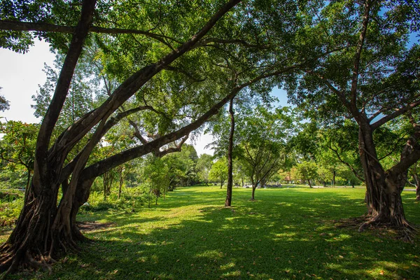 Shady Public Park Consists Large Small Trees Mixed Greenery — Stock Photo, Image