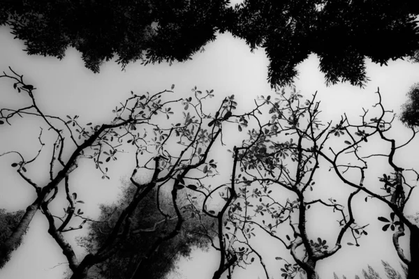 アリの目のビューでは 黒と白 木々を見上げ 赤外線スタイル — ストック写真