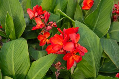 Büyük yakın plan renkli, parlak bir sabah açan nilüfer çiçekleri.