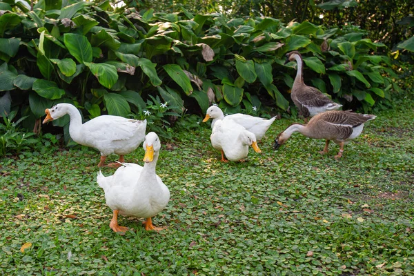 Flock Ducks Chinese Goose Came Out Find Food Morning Forest — Stock Photo, Image